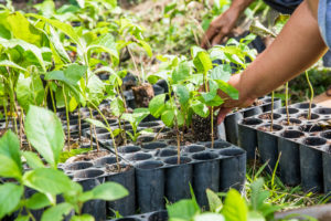 Onetreeplanted planting seedlings, sustainability